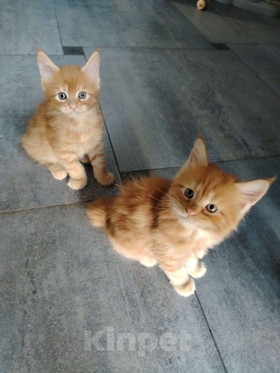 Кошки в других городах Краснодарского края: Рыжий котенок мейн-кун девочка Девочка, 13 000 руб. - фото 10