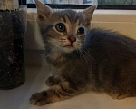 Кошки в Санкт-Петербурге: Котята 1.5 месяца Разнополые, Бесплатно - фото 6