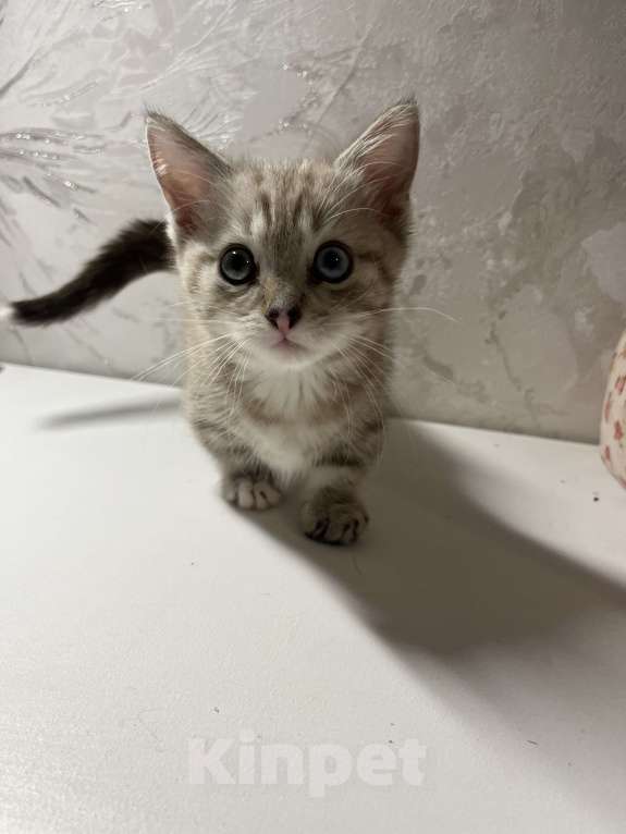 Кошки в Ростове-на-Дону: Манчкин (Мини) Девочка, Бесплатно - фото 5