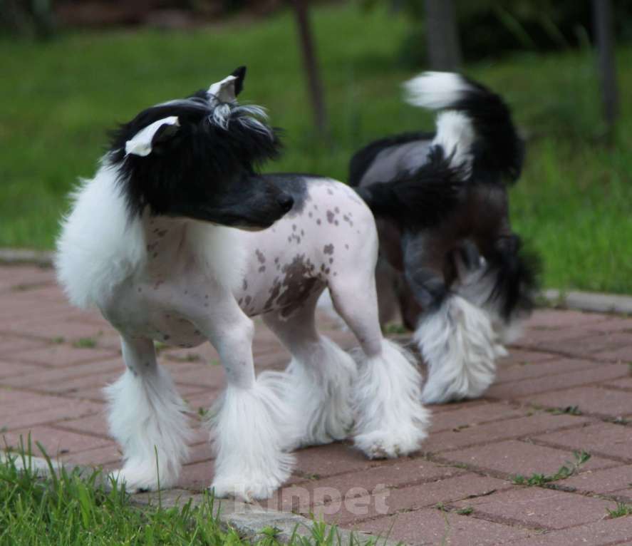 Собаки в других городах Московской области: Мальчик Премьер Мари Звездочет Мальчик, 25 000 руб. - фото 3