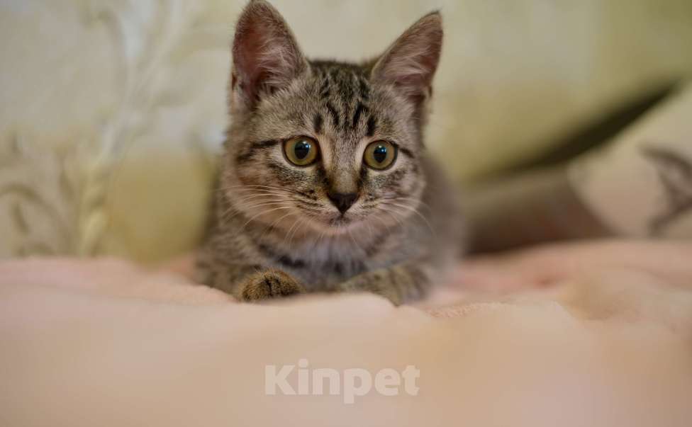 Кошки в Москве: Малышка Мелисса ищет семью Девочка, Бесплатно - фото 6