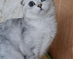 Кошки в Москве: Скоттиш фолд кошечка Ника Девочка, 55 000 руб. - фото 2
