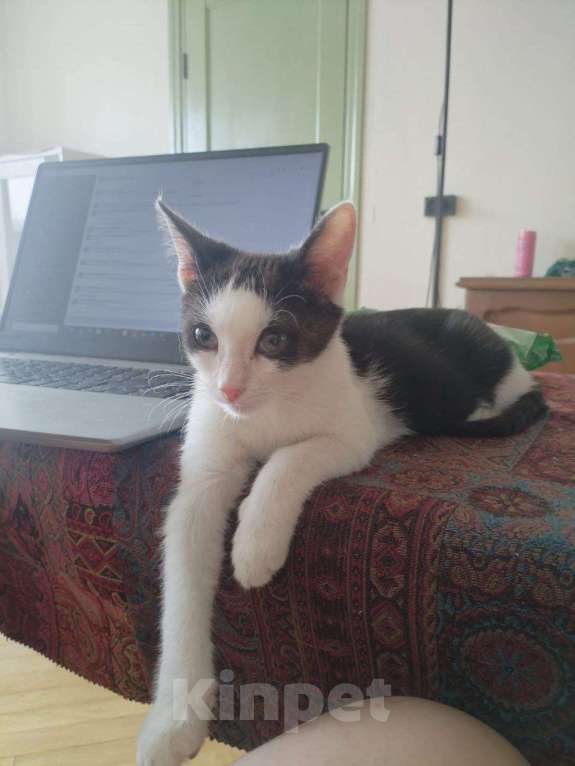 Кошки в Москве: Котенок девочка в добрые руки Девочка, Бесплатно - фото 1