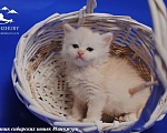 Кошки в Воронеже: Есенка Манчжури 🔥 Девочка, 60 000 руб. - фото 3