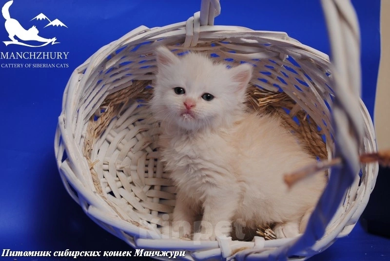 Кошки в Воронеже: Есенка Манчжури 🔥 Девочка, 60 000 руб. - фото 3