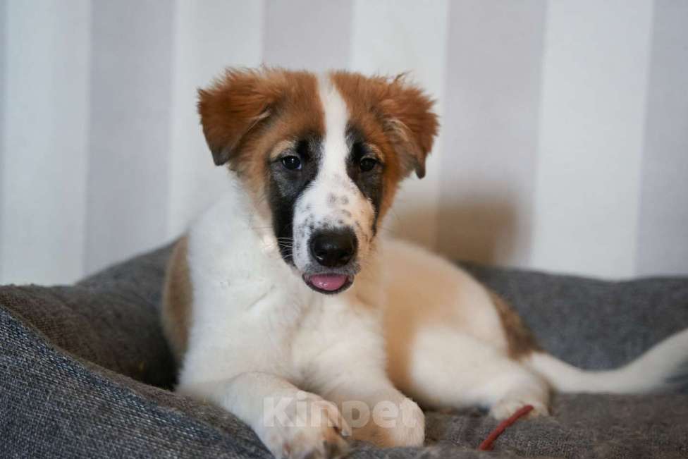 Собаки в Москве: Редкого окраса щенок Тимон ищет дом Мальчик, 10 руб. - фото 1
