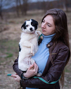 Объявление: Маленькая собачка, 3 кг в добрые руи, Бесплатно, Москва