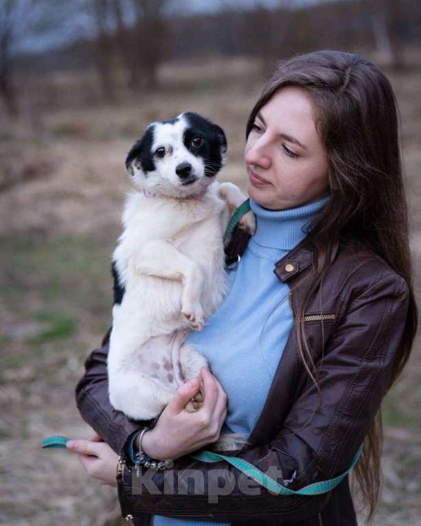 Собаки в Москве: Маленькая собачка, 3 кг в добрые руи Девочка, Бесплатно - фото 1