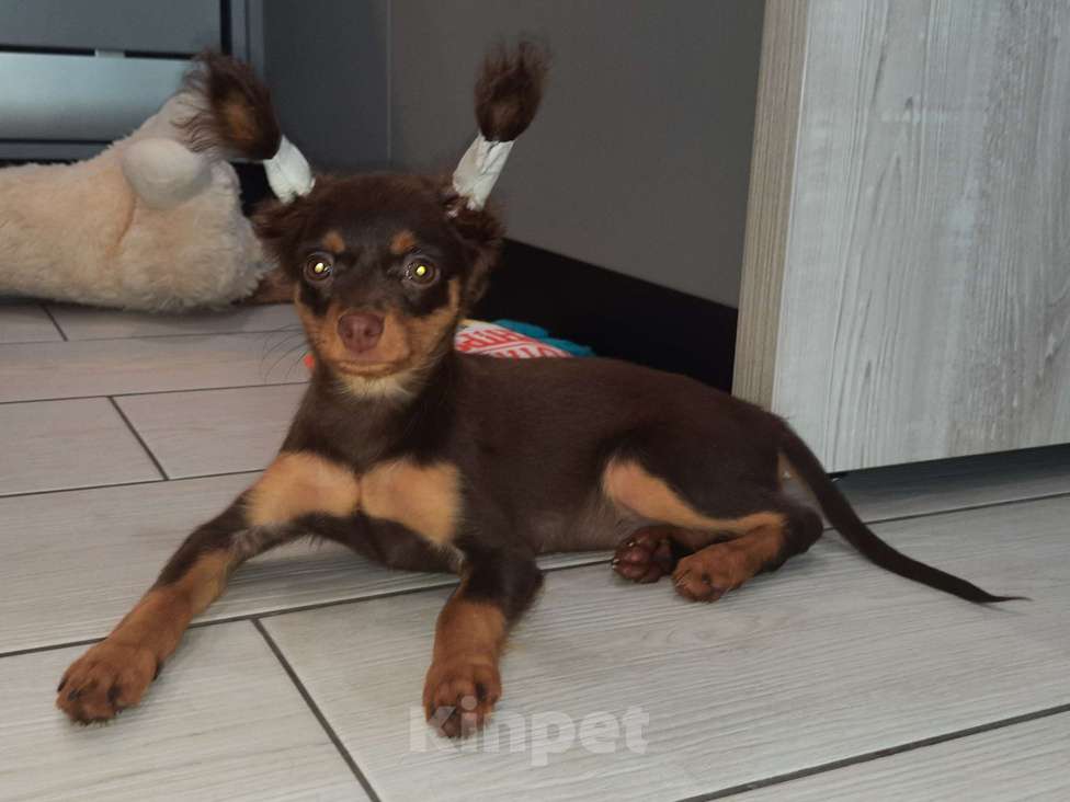 Собаки в Новосибирске: Девочка Ундомиэль Девочка, 71 000 руб. - фото 7