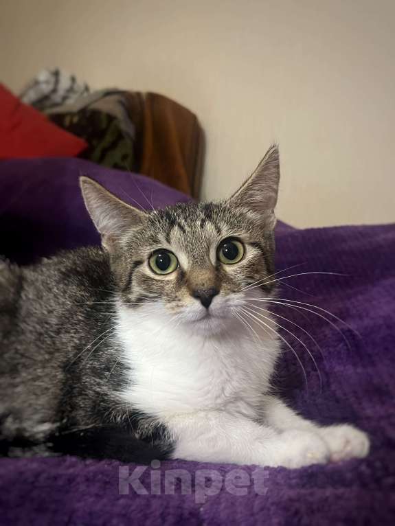 Кошки в Москве: Котёнок Лексус Мальчик, Бесплатно - фото 3