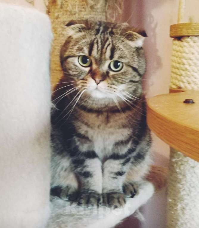 Кошки в Москве: Шотландский мраморный парень Мальчик, 1 000 руб. - фото 1