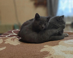 Кошки в Вышнем Волочке: Британский короткошёрстный котёнок Мальчик, 6 000 руб. - фото 7