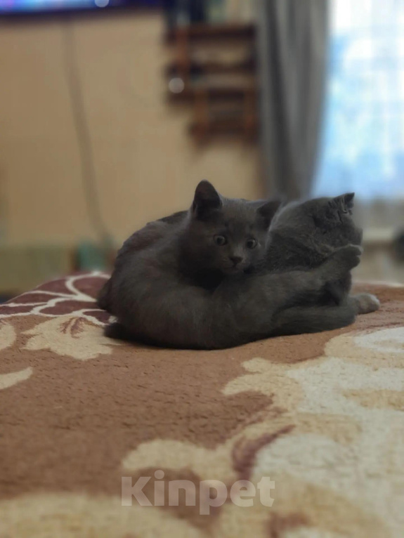 Кошки в Вышнем Волочке: Британский короткошёрстный котёнок Мальчик, 6 000 руб. - фото 7
