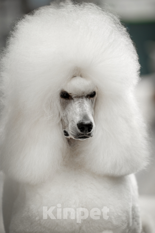 Собаки в других городах Московской области: Стандартный пудель- белый кобель Мальчик, Бесплатно - фото 6