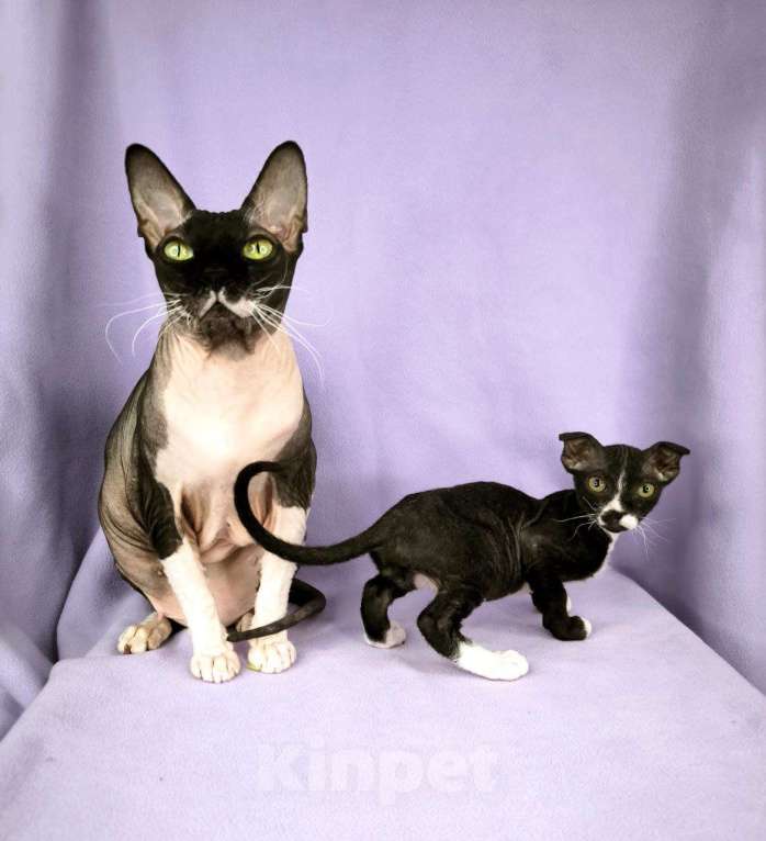 Кошки в Москве: Украинский левкой чистопродный.  Мальчик, Бесплатно - фото 4