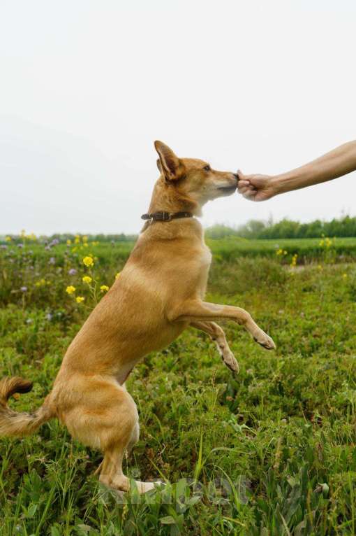 Собаки в Москве: КРАСАВИЦА ДУСЯ Девочка, Бесплатно - фото 8