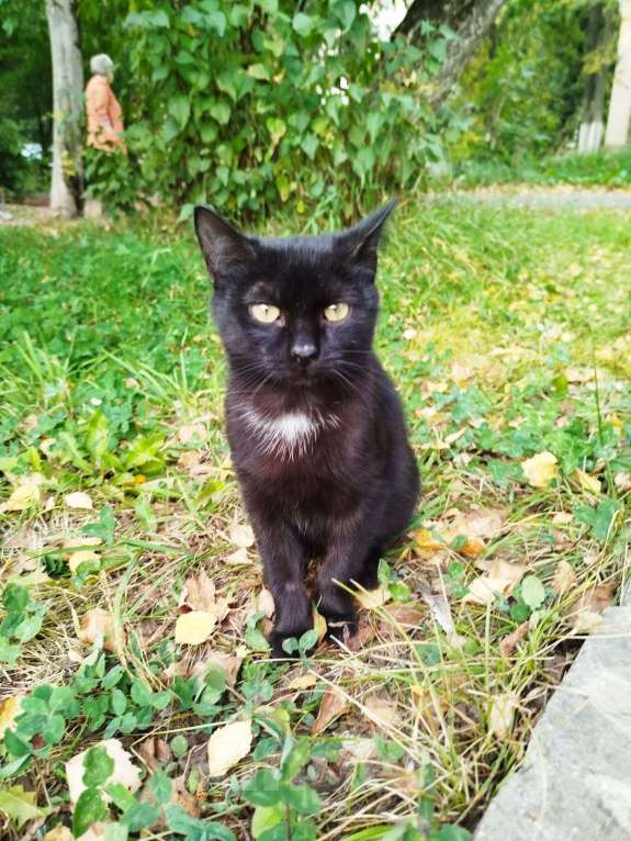 Кошки в Москве: Котенок в опасности, очень нужен дом Мальчик, Бесплатно - фото 2