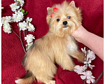 Собаки в Москве: Рыжий йорк с голубыми глазами мини девочка Девочка, 95 000 руб. - фото 1
