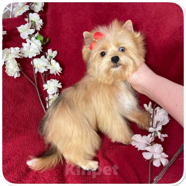 Собаки в Москве: Рыжий йорк с голубыми глазами мини девочка Девочка, 95 000 руб. - фото 1