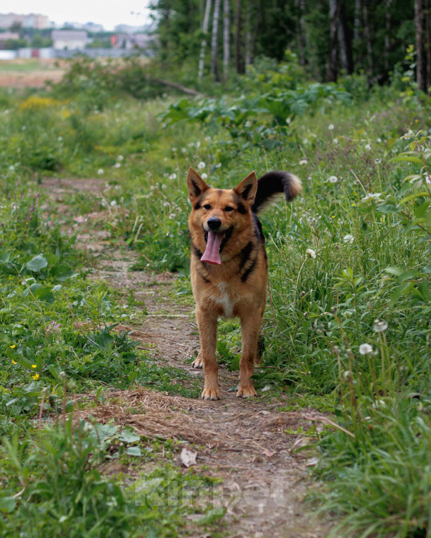 Собаки в других городах Московской области: Шелдон Мальчик, Бесплатно - фото 2