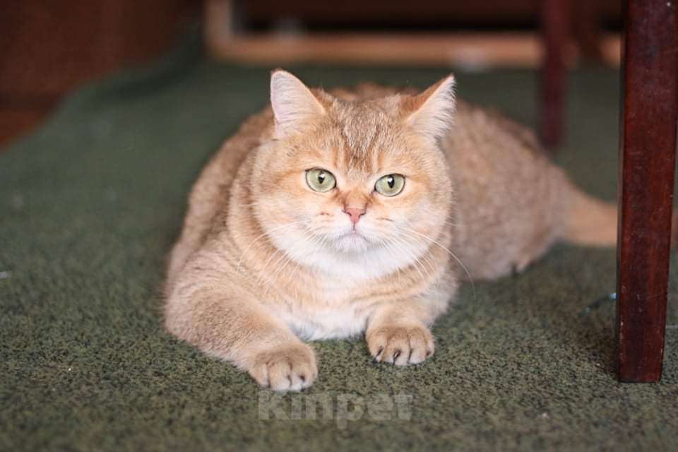 Кошки в Москве: Британские золотые и серебристые шиншиллы в добрые руки.  Мальчик, Бесплатно - фото 2