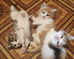 Кошки в Самаре: Котята в добрые руки Разнополые, Бесплатно - фото 1