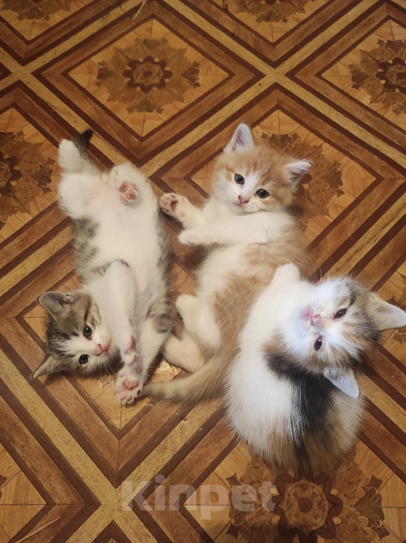 Кошки в Самаре: Котята в добрые руки Разнополые, Бесплатно - фото 1