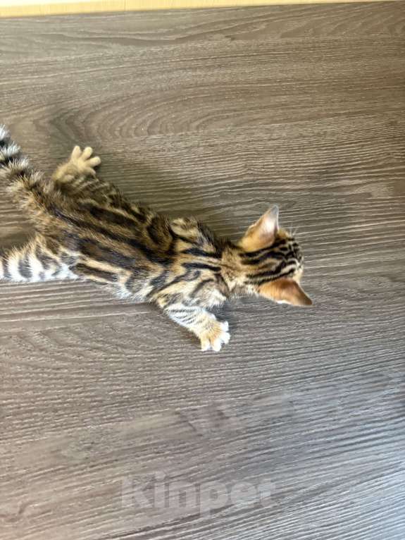 Кошки в Екатеринбурге: Бенгальские чистокровные котята с документами Мальчик, 10 000 руб. - фото 8