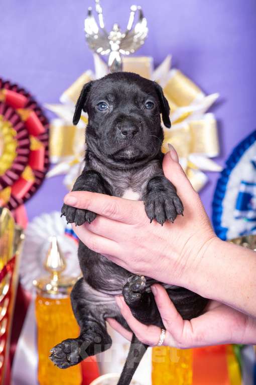 Собаки в Красноярске: Щенки американского питбультерьера Девочка, 45 000 руб. - фото 7