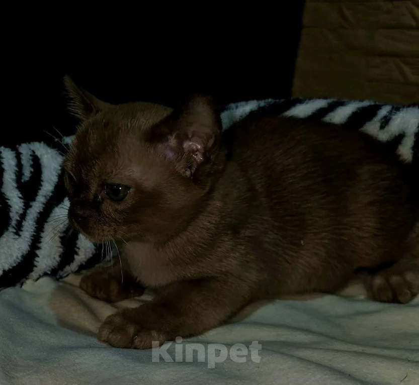 Кошки в Белгороде: Продажа Мальчик, Бесплатно - фото 7