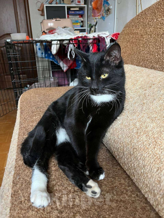 Кошки в Москве: Котик Ореон ищет мам-пап Мальчик, Бесплатно - фото 3