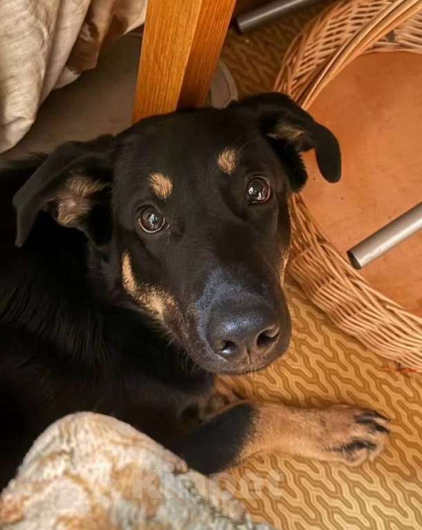 Собаки в других городах Московской области: СРОЧНО! ПОМОГИТЕ МАЛЫШУ! Мальчик, Бесплатно - фото 6