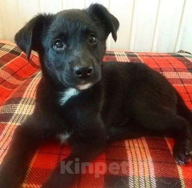 Собаки в Казани: Щенок Мальчик, Бесплатно - фото 1