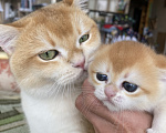 Кошки в Сочи: Шотландские вислоухие котята Разнополые, Бесплатно - фото 3