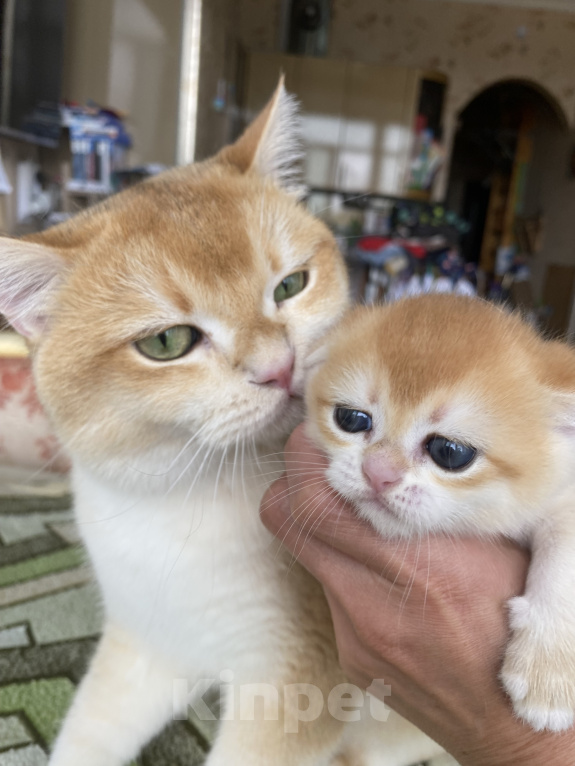 Кошки в Сочи: Шотландские вислоухие котята Разнополые, Бесплатно - фото 3
