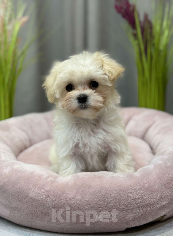 Собаки в Москве: Мальтипу девочка 1 Девочка, 180 000 руб. - фото 2