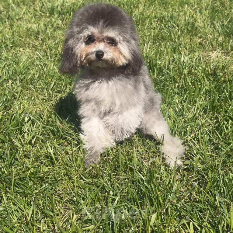 Собаки в Краснодаре: Тедди пудель Китай 🇨🇳 Девочка, 120 000 руб. - фото 5