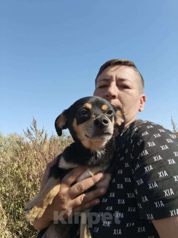 Собаки в Москве: Маленькая собачка в добрые руки Девочка, Бесплатно - фото 4