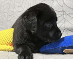 Собаки в других городах Московской области: Черный щенок лабрадора Девочка, 80 000 руб. - фото 3