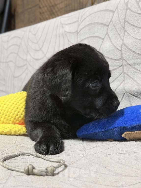 Собаки в других городах Московской области: Черный щенок лабрадора Девочка, 80 000 руб. - фото 3