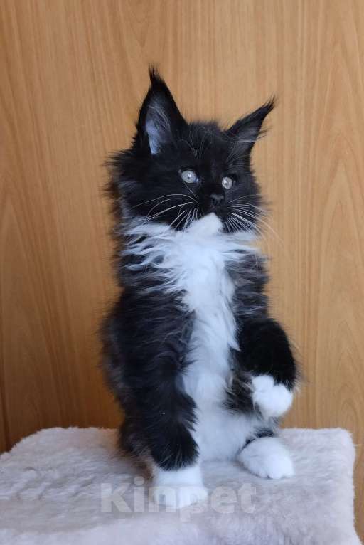 Кошки в Перми: Котенок мейн кун Девочка, 35 000 руб. - фото 3