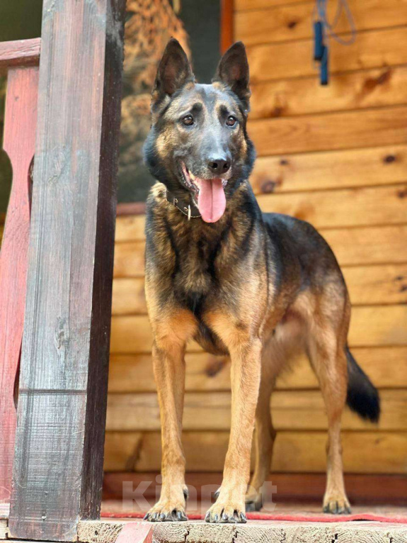 Собаки в Москве: Барди ищет семью,2г,30кг,Привит, Кастрирован  Мальчик, Бесплатно - фото 2