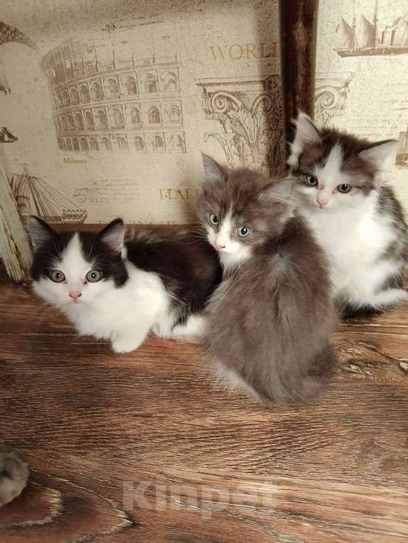 Кошки в Курганинске: Отдам котят в добрые руки,к лотку приучены. Мама-Сибирская кошка,котятам 2 месяца Девочка, Бесплатно - фото 2