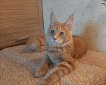 Кошки в Оленегорске: Мейн-кун котик, 15 000 руб. - фото 3