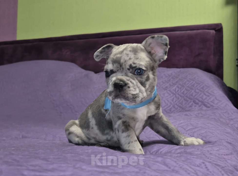 Собаки в Москве: Парнишка Мальчик, 65 000 руб. - фото 1