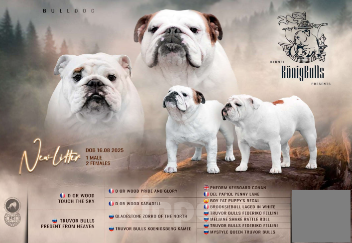 Собаки в Санкт-Петербурге: Английский бульдог щенок  Девочка, Бесплатно - фото 7