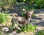 Собаки в Москве: Продаётся чихуахуа мальчик лилового окраса миниатюрного размера Мальчик, 80 000 руб. - фото 3