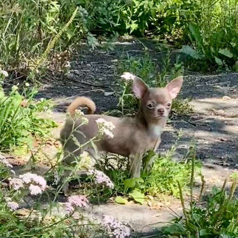 Собаки в Москве: Продаётся чихуахуа мальчик лилового окраса миниатюрного размера Мальчик, 80 000 руб. - фото 3