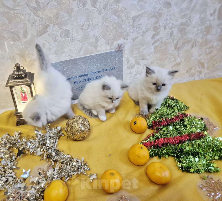 Кошки в Москве: Рэгдолл девочки Девочка, 80 000 руб. - фото 2