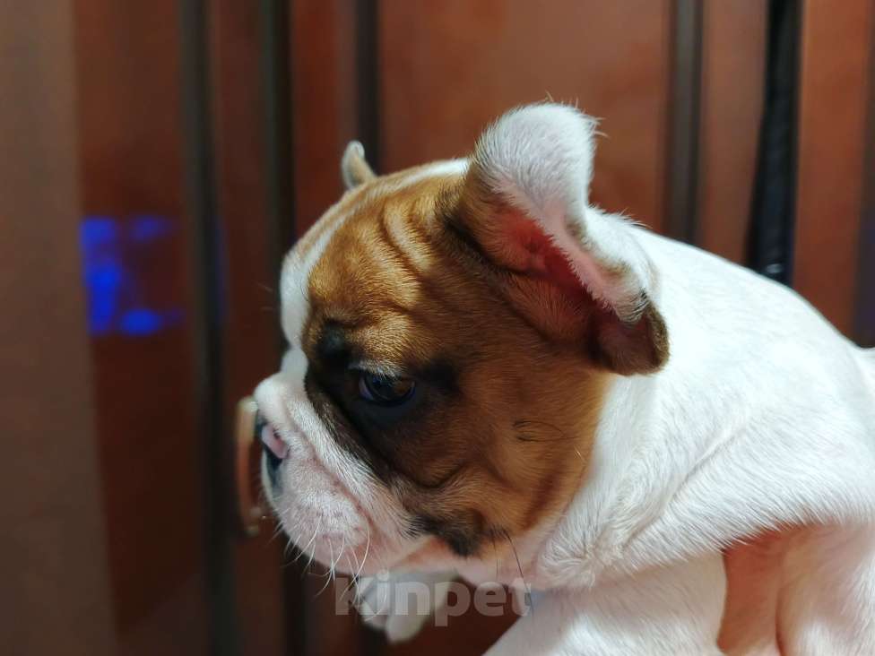 Собаки в других городах Ростовской области: Малыш Мальчик, 20 000 руб. - фото 4